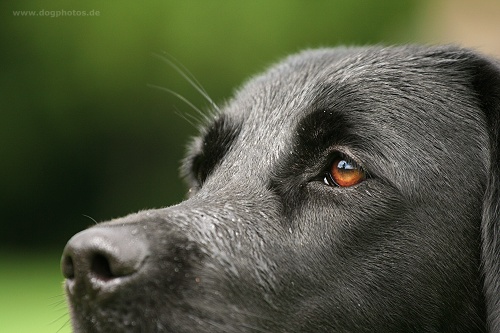 assistenzhunde_behindertenbegleithund